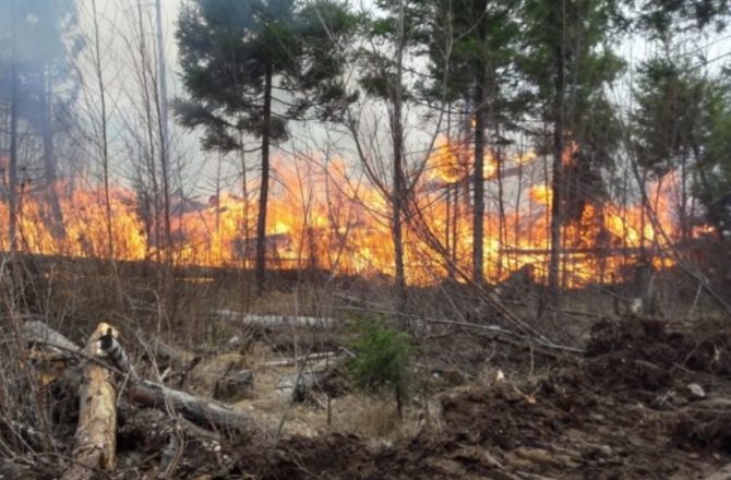 В Прикамье заявили о высоких рисках лесных пожаров в мае-июле